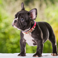 Sparkle Rhinestone Personalized Collar