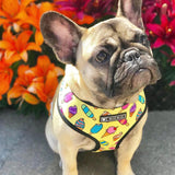 Cute Dog Harness for Medium Small Dogs No Pull Dog Vest Harness Pet Product Leash for Dogs Accessories French Bulldog Pug