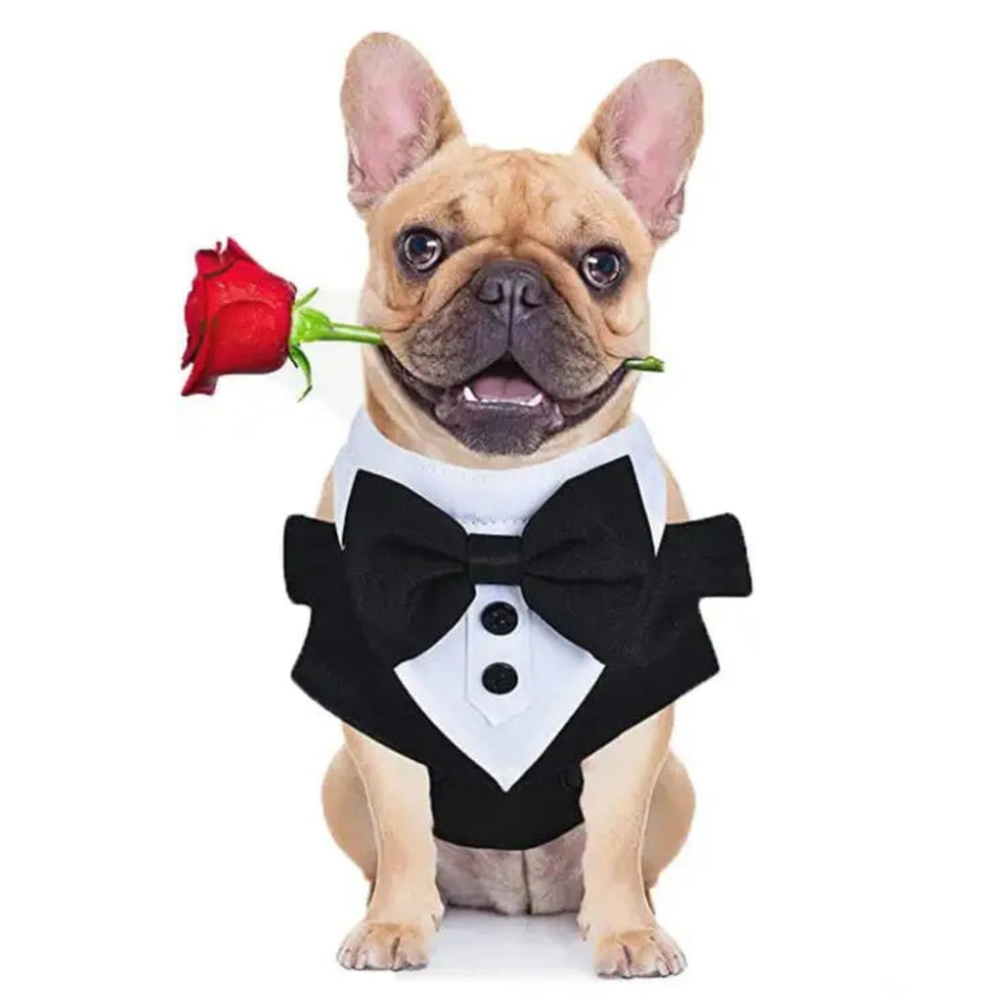 Tuxedo Harness