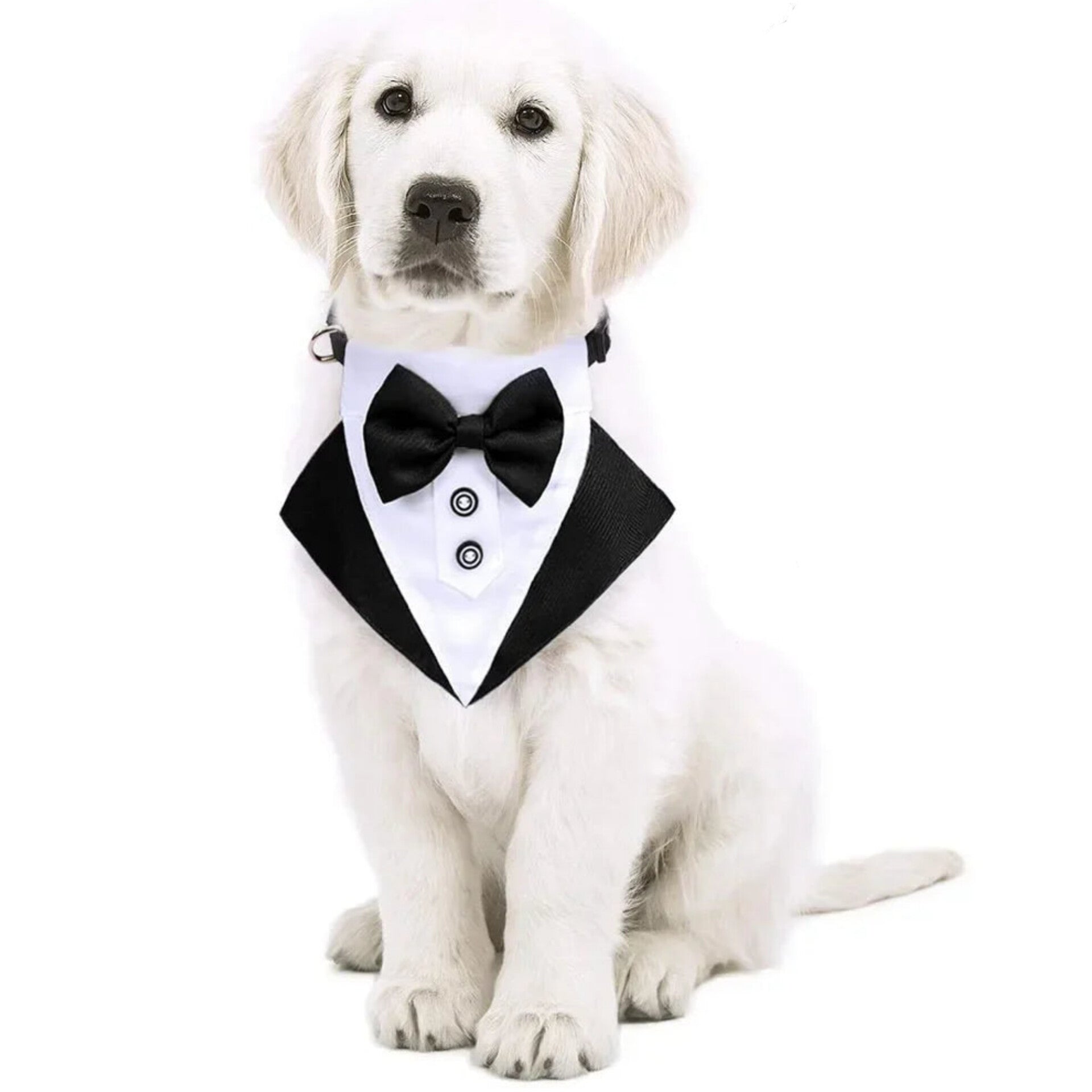 Tuxedo Bandana Collar