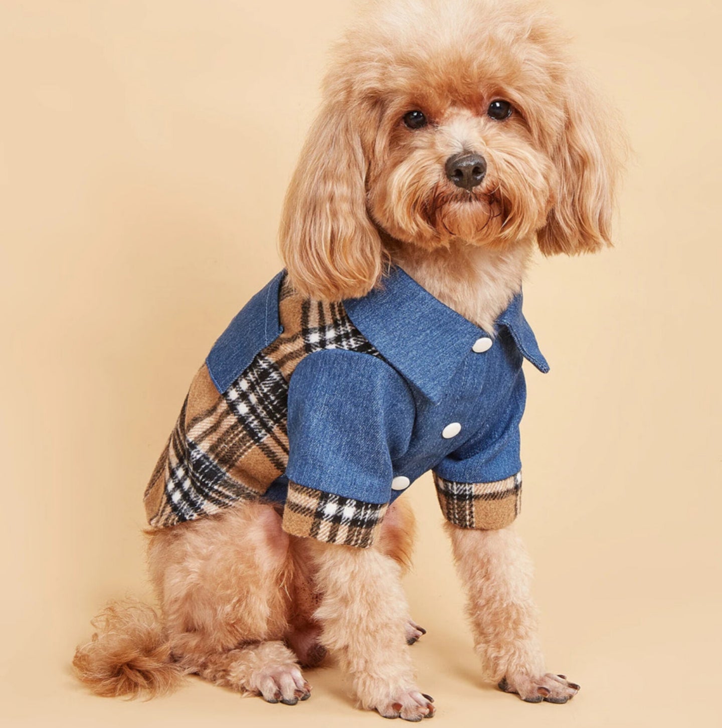 Pawberry Denim Shirt