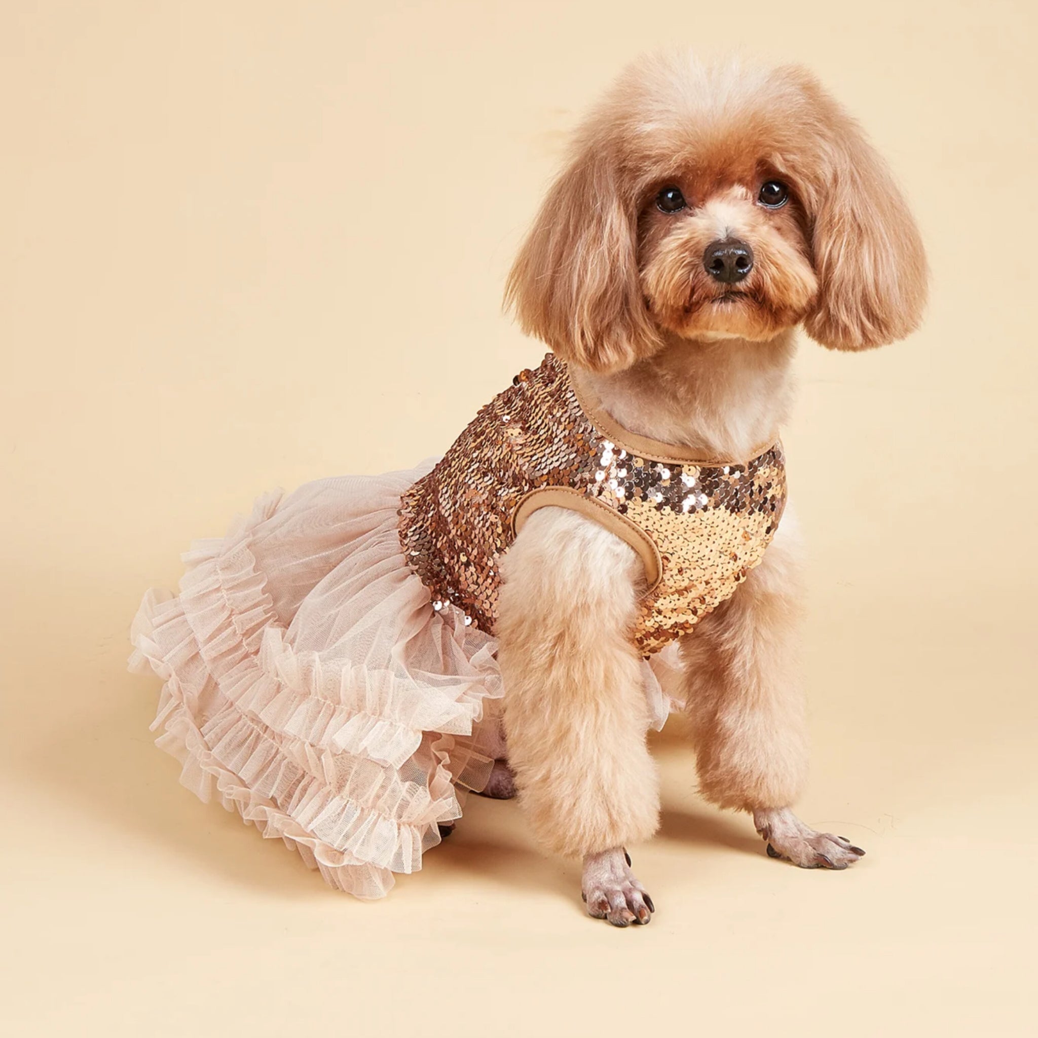 PawDiva Sequin Dress