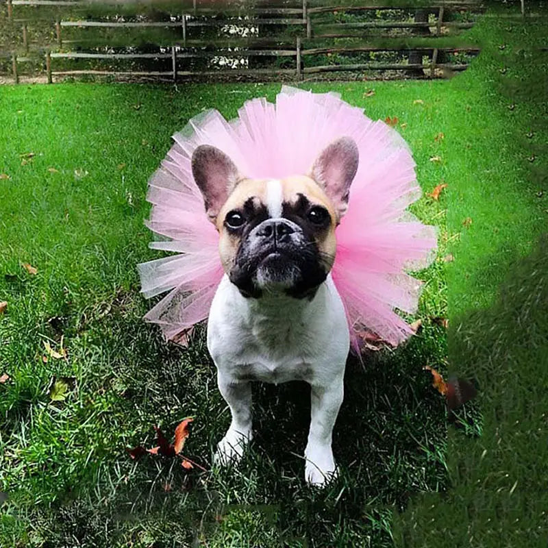 Tutu Skirt Dress