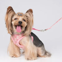 Gucchi Harness and Leash