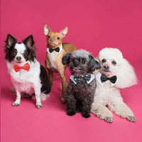 Bowtie Collar