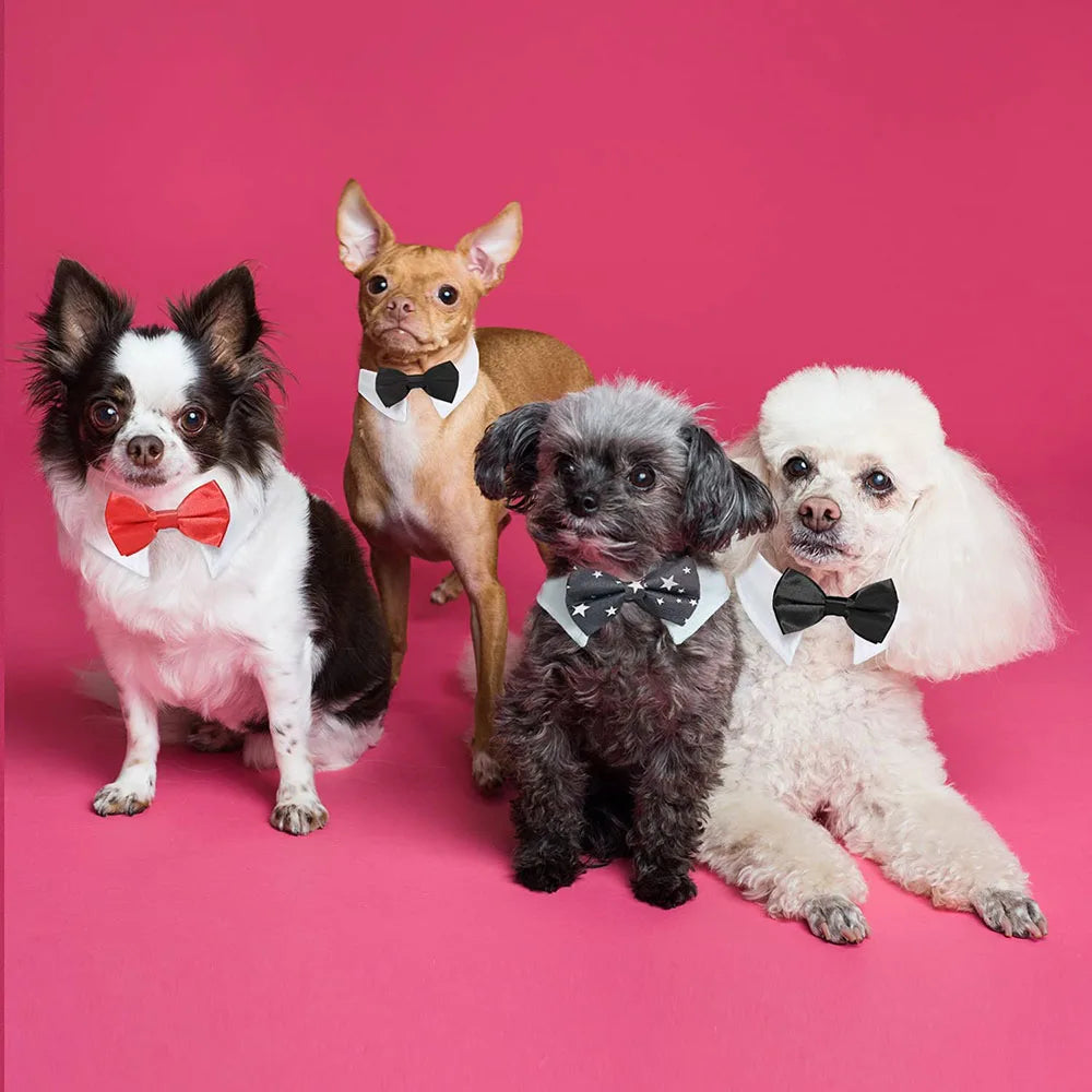 Bowtie Collar