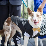 Gold Bow Tuxedo Suit
