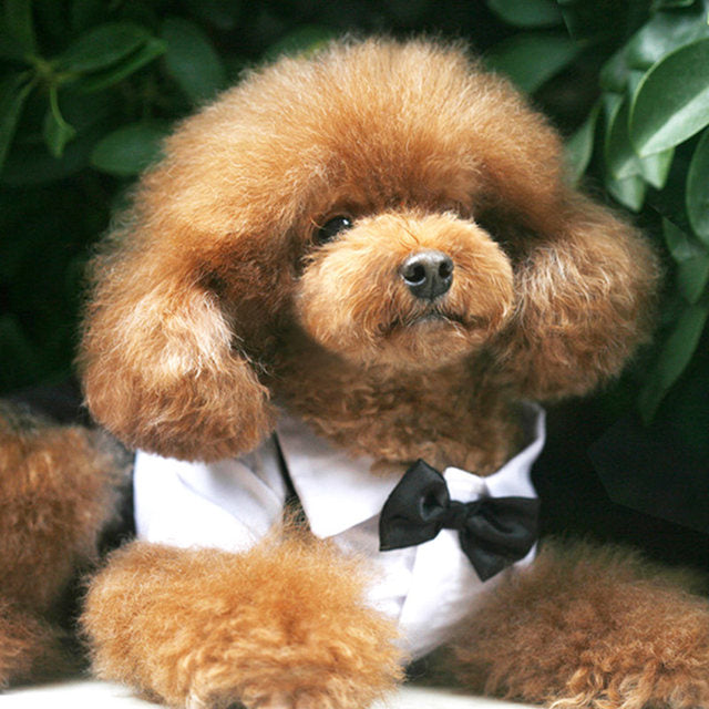 Pawlegent Tuxedo Jumpsuit