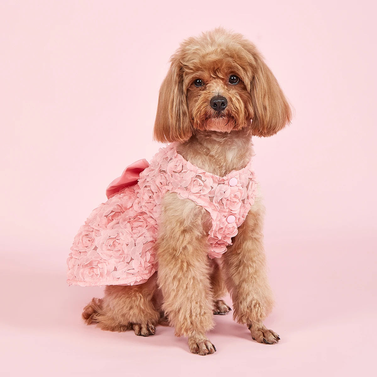 PawFlower Embroidered Dress